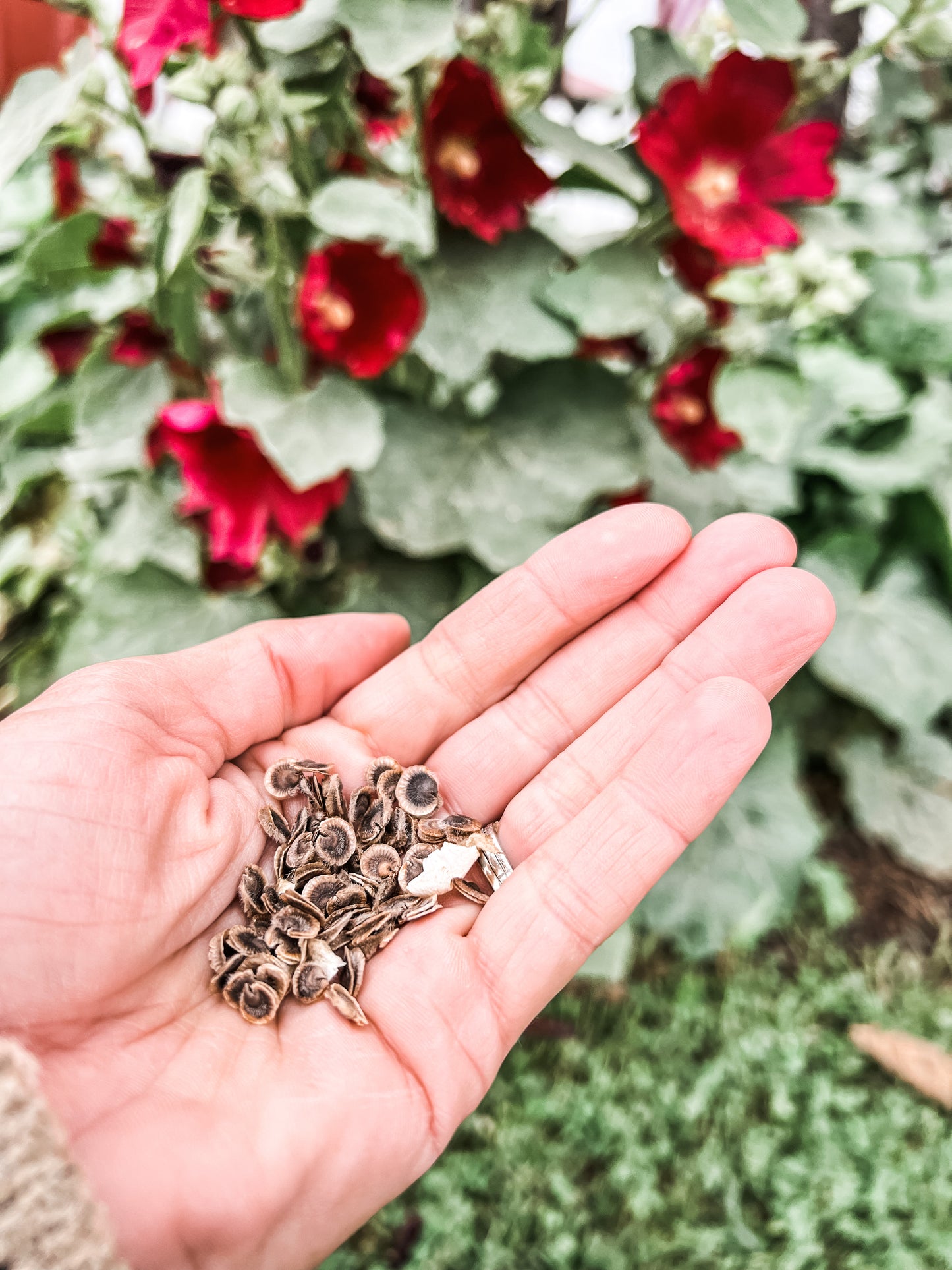 Heritage Hollyhock Seeds