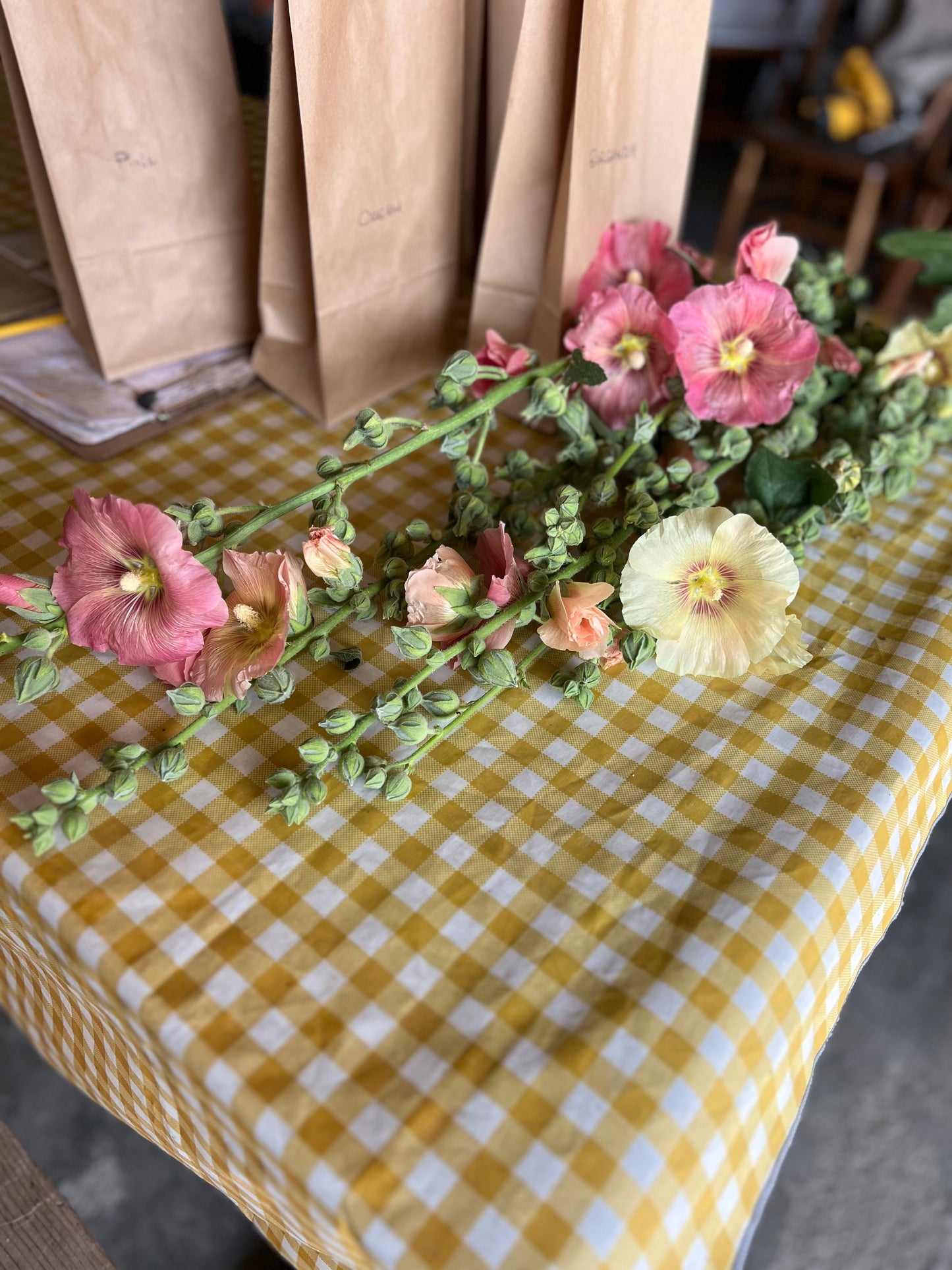 Heritage Hollyhock Seeds