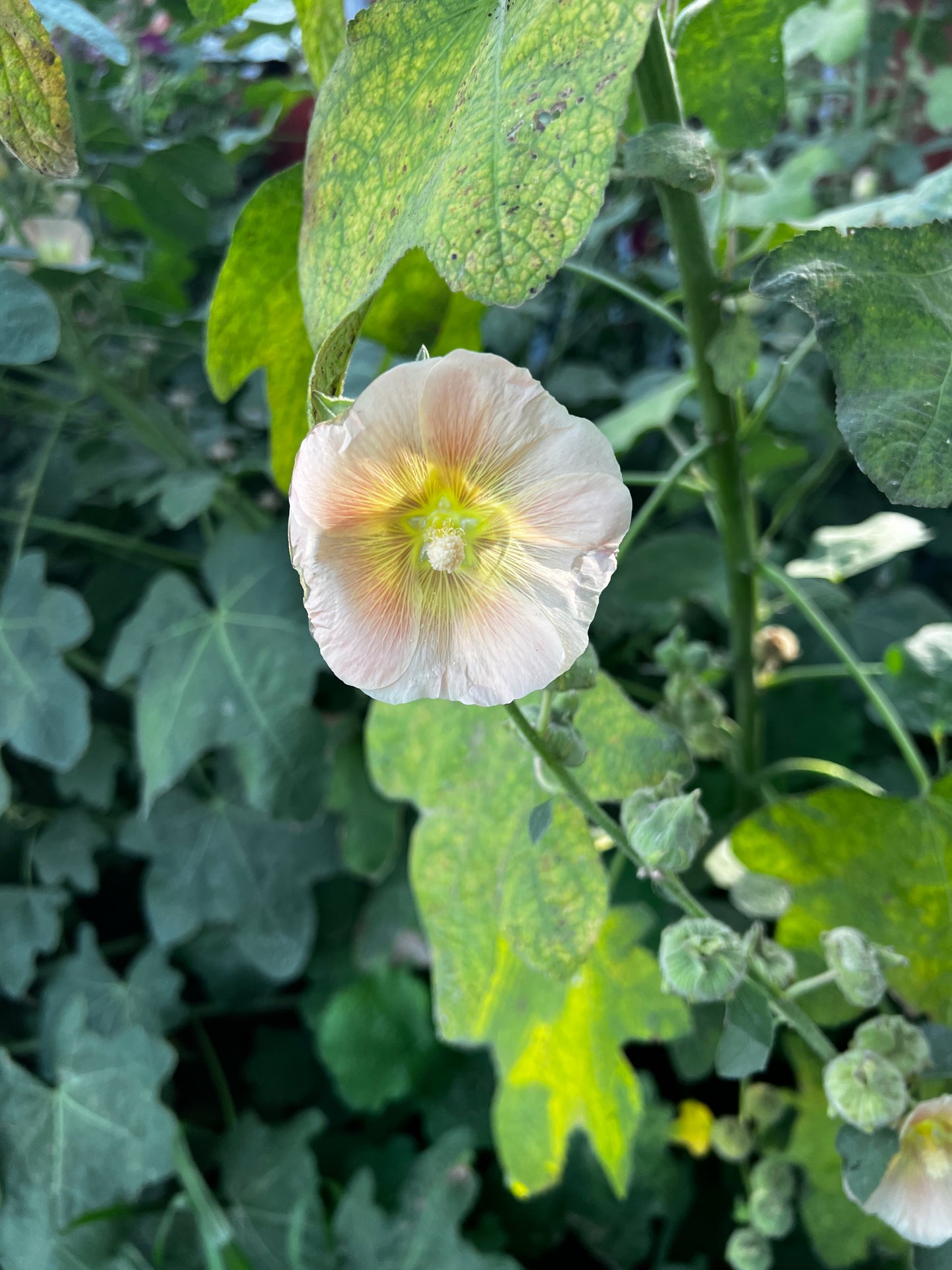 Heritage Hollyhock Seeds