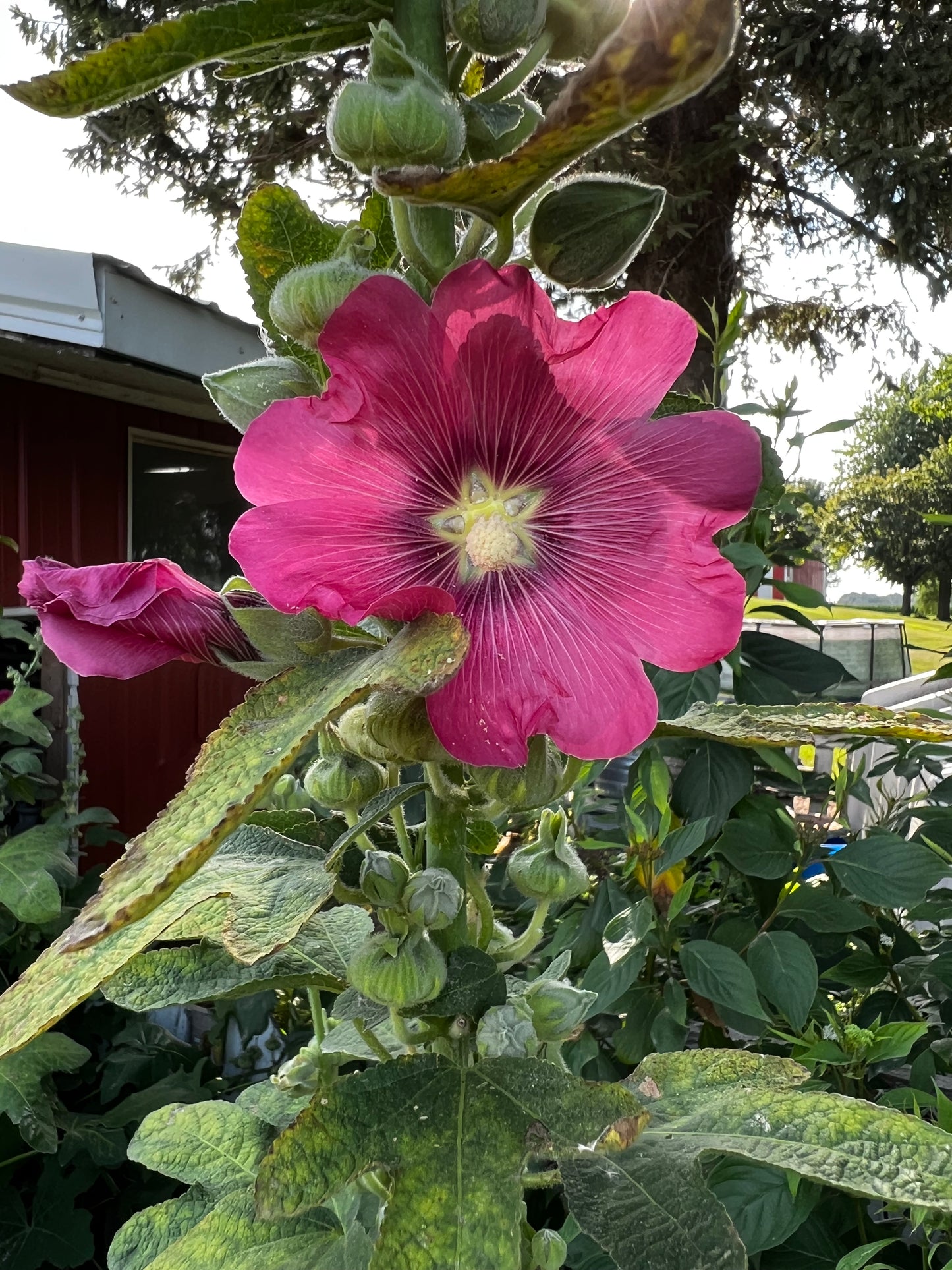 Heritage Hollyhock Seeds