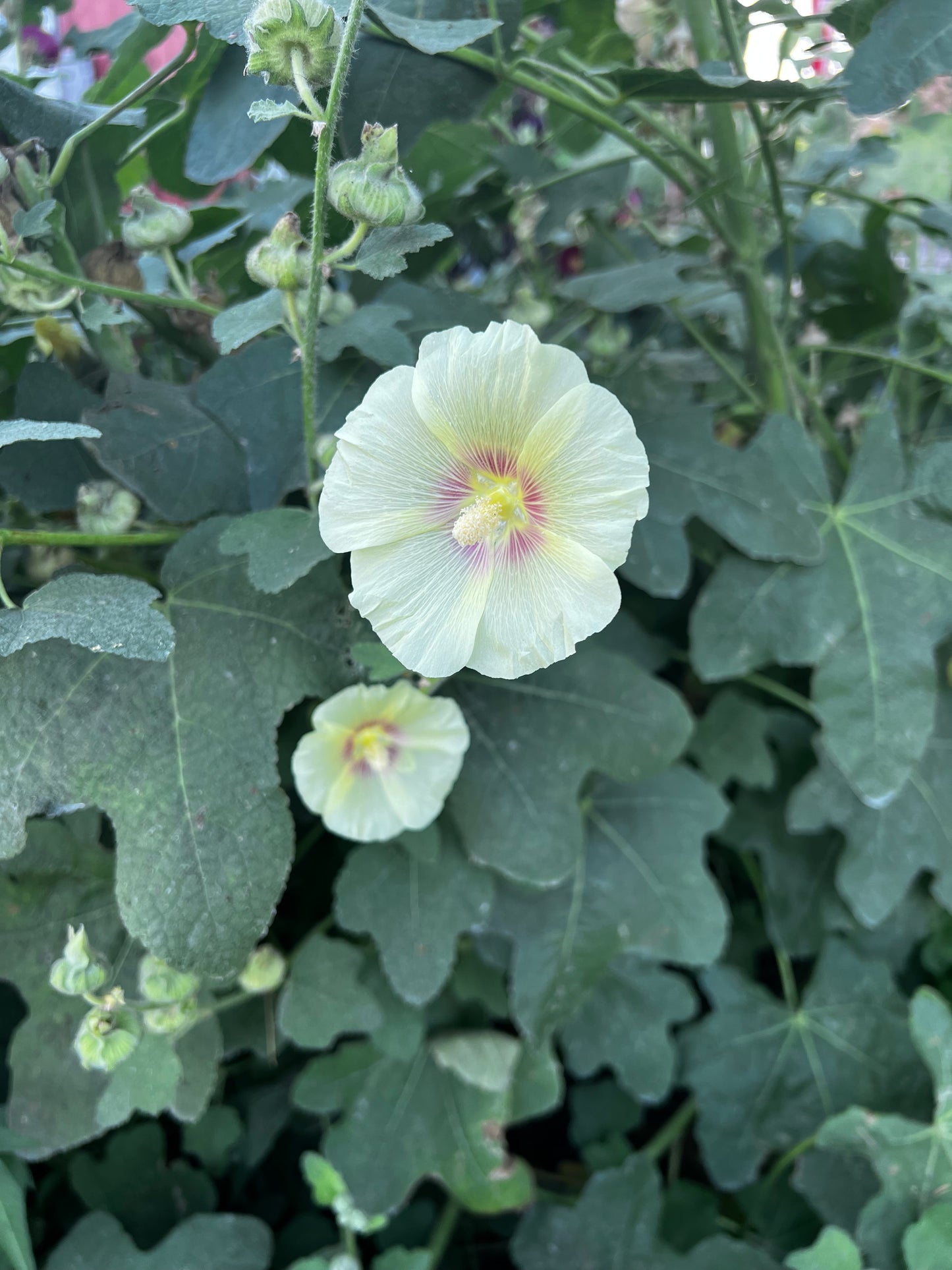 Heritage Hollyhock Seeds
