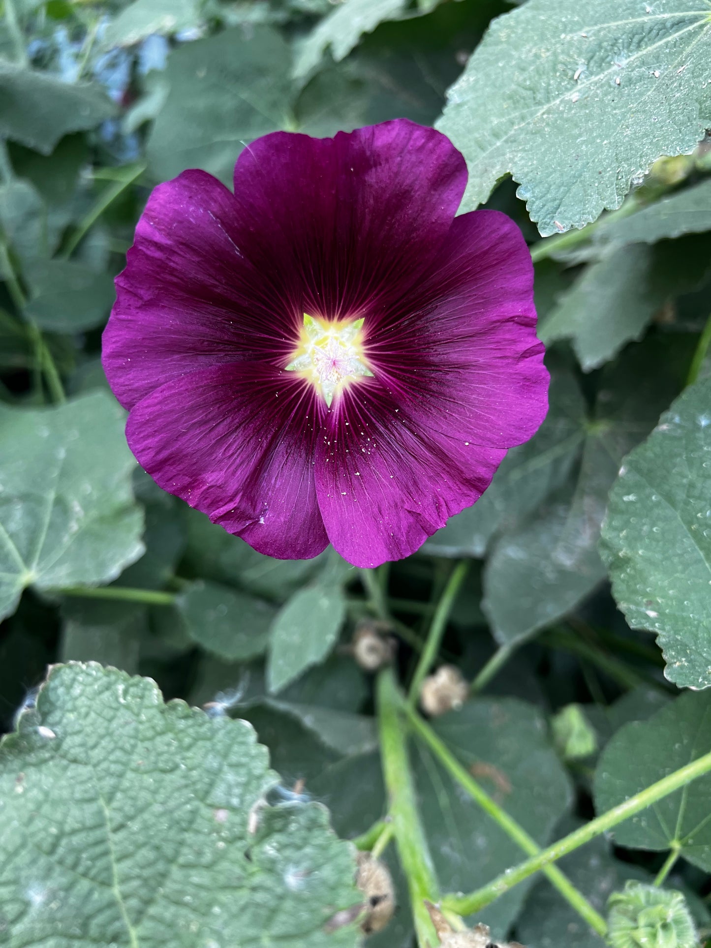 Heritage Hollyhock Seeds