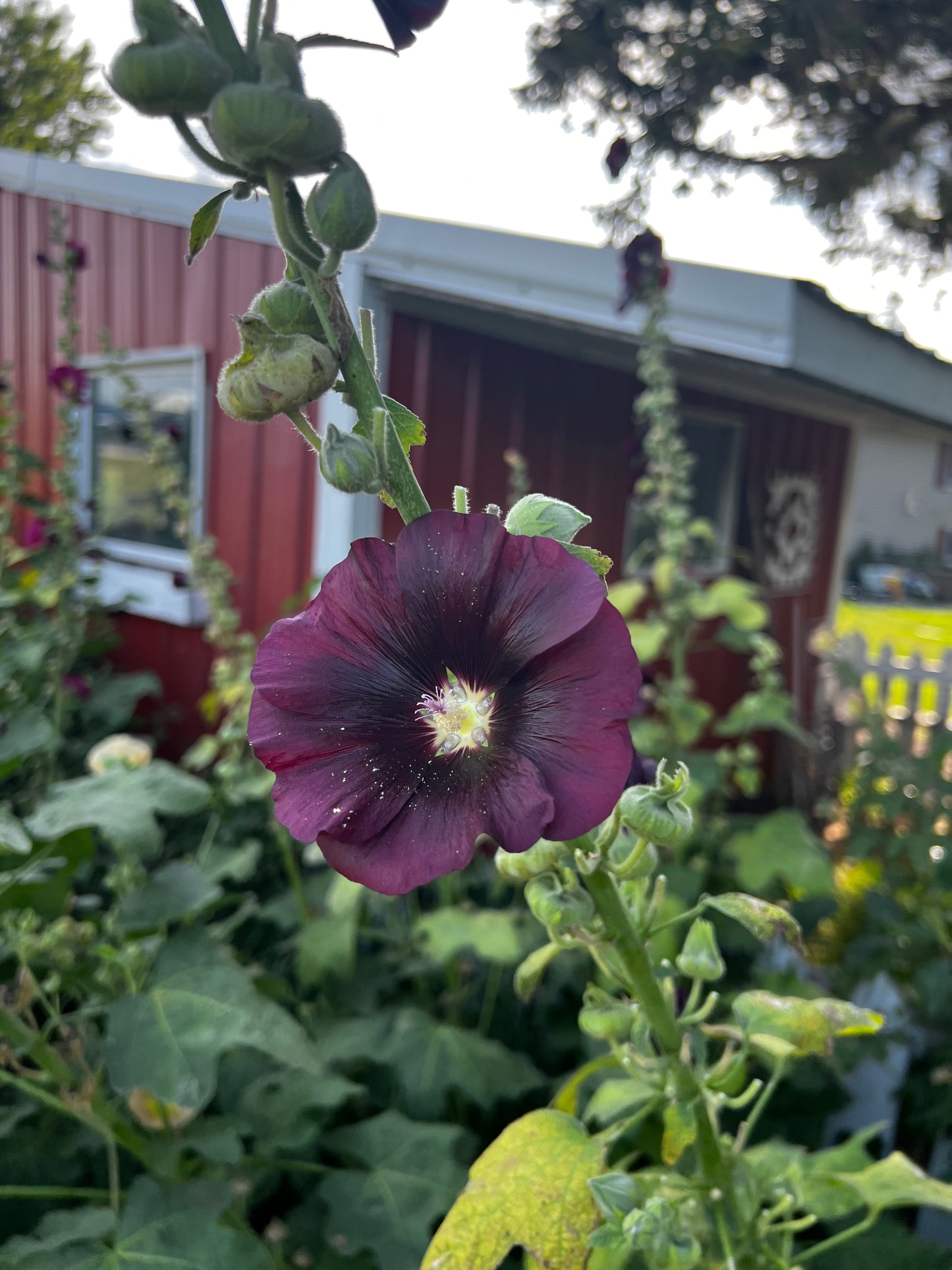 Heritage Hollyhock Seeds