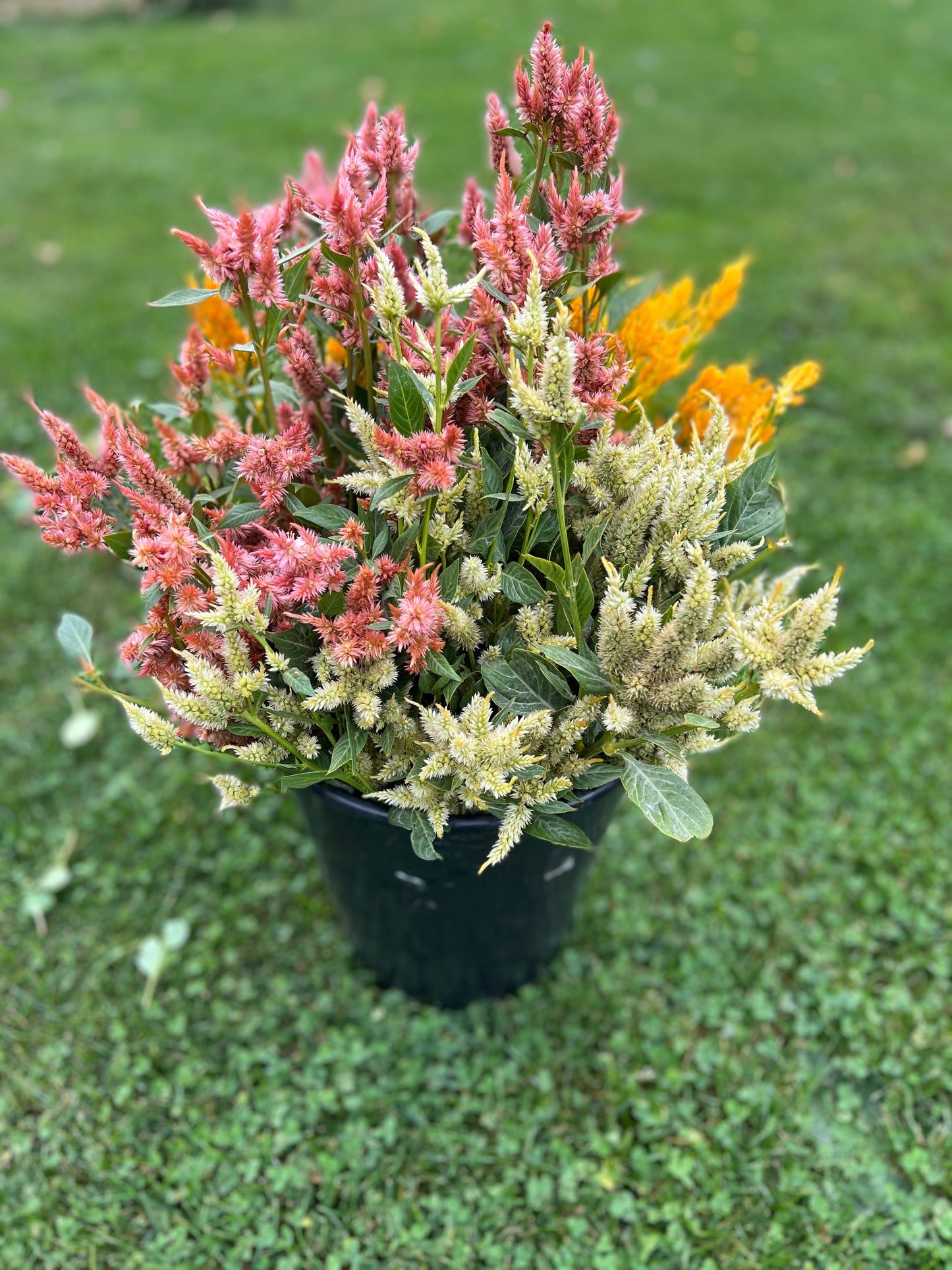 Cubo floral fresco